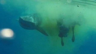 Καρχαρίας καταβρόχθισε μια πελώρια αγελάδα στη μέση του Ινδικού ωκεανού (vid)