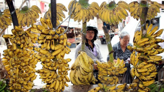 Μπανάνα: Το πιο διάσημο φρούτο απειλείται (ξανά) με εξαφάνιση