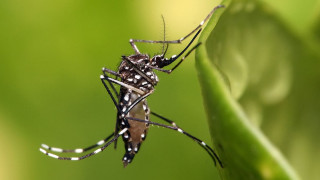 Εκατομμύρια κουνούπια θα απελευθερωθούν για να κάνουν σεξ και να σκοτώσουν τα ξαδέλφια τους