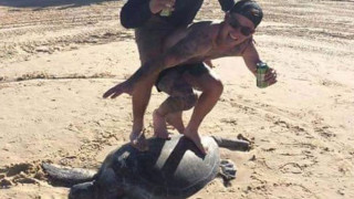 Πρόστιμο «μαμούθ» σε δύο σέρφερ που μετέτρεψαν μια χελώνα σε σανίδα (pic)