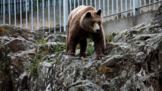 Αρκούδες έκαναν βόλτες στην Καστοριά και έπαιζαν σε παιδική χαρά
