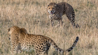 Γενναία μητέρα τσιτάχ σώζει τα παιδιά της από επίθεση λεοπάρδαλης (vid & pics)