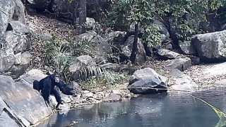 Επιστήμονες κατέγραψαν χιμπατζήδες να χρησιμοποιούν κλαδιά για ψάρεμα