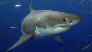 Θηλυκός καρχαρίας γέννησε τρία μικρά χωρίς τη συμμετοχή αρσενικού