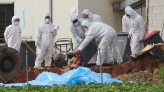 Σφαγή 200.000 κοτόπουλων λόγω γρίπης Η5Ν8