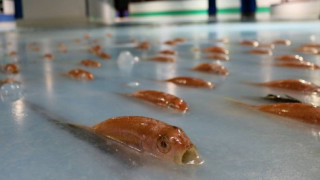 Θεματικό πάρκο ζητά συγνώμη που παγίδευσε σε παγοδρόμιο 5.000 ψάρια (pics)