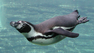 Μυστηριώδης θάνατος 7 πιγκουίνων σε ζωολογικό κήπο (pics)