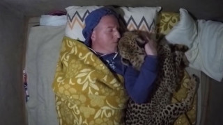 Zωολόγος κοιμάται αγκαλιά με τσιτάχ