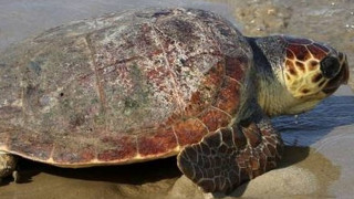 Νεκρή χελώνα Καρέτα - Καρέτα στα Χανιά (vid)