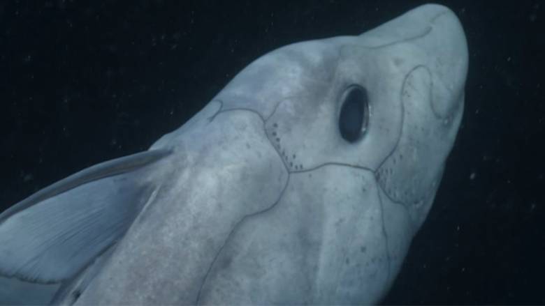 Καρχαρίας φάντασμα «συλλαμβάνεται» για πρώτη φορά από κάμερα (Vid)