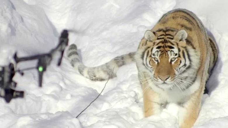 Drone καταγράφει τη ζωή τίγρεων στα χιονισμένα βουνά του Καναδά (Vid)
