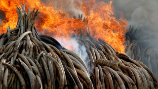 Κίνα: Απαγόρευση κάθε εμπορίας του ελεφαντόδοντου