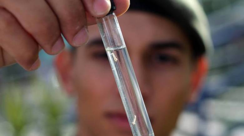 Έλληνας επιστήμονας δημιούργησε κουνούπια ανθεκτικά στον δάγκειο ιό