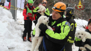 Χιονοστιβάδα Ιταλία: Τρία μικρά σκυλιά βρέθηκαν ζωντανά (pics)