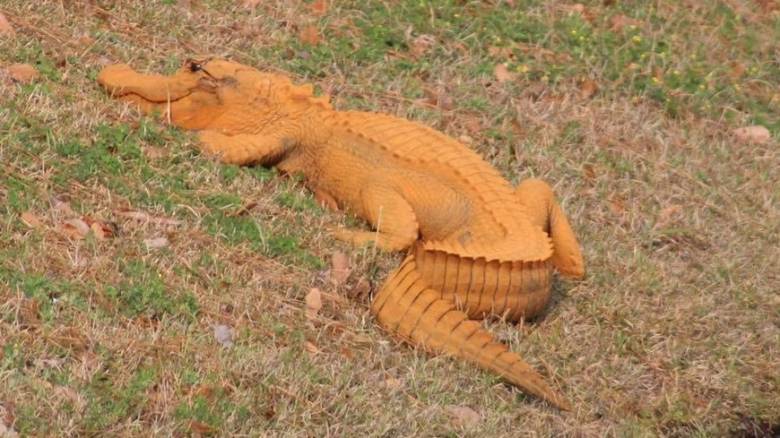 «Trumpagator»: Ο πορτοκαλί αλιγάτορας που έχει αναστατώσει την Νότια Καρολίνα (pic)