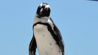 Γιατί αυτός ο πιγκουίνος έχει αναστατώσει την αστυνομία της πόλης Μάνχαϊμ (pic)