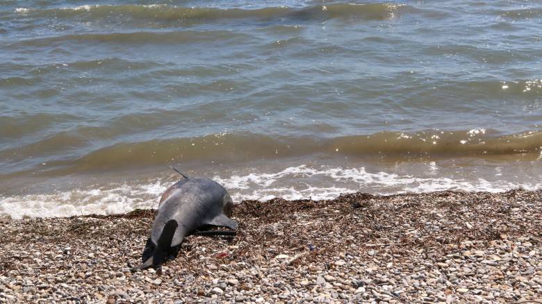 Νεκρό δελφίνι εντοπίστηκε στη Θεσσαλονίκη