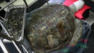 Κτηνίατροι στην Ταϊλάνδη έβγαλαν 915 νομίσματα από το στομάχι μιας θαλάσσιας χελώνας (pics)
