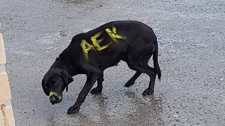 Καταδίκη από την ΑΕΚ για το σύνθημα πάνω στο σώμα ενός σκύλου (pic)