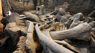 Μαμούθ 14.000 ετών δίνει απαντήσεις για την ζωή του προϊστοτικού ανθώπου (pics&vid)