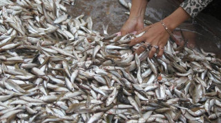 Η ΕΕ δεσμεύεται να «σώσει» τα αποθέματα αλιευμάτων στη Μεσόγειο