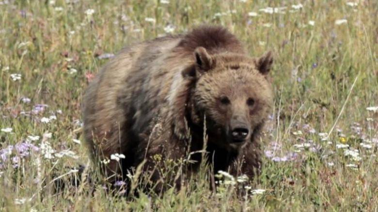 Φλώρινα: Νεκρή αρκούδα από δηλητηριασμένο δόλωμα (pic)