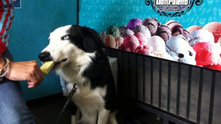 Στο Μεξικό τα σκυλιά μπορούν πλέον να απολαύσουν το παγωτό τους (Vid)