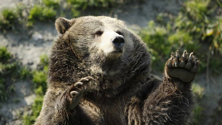 Καστοριά: Άλλη μια αρκούδα θύμα τροχαίου (pic)