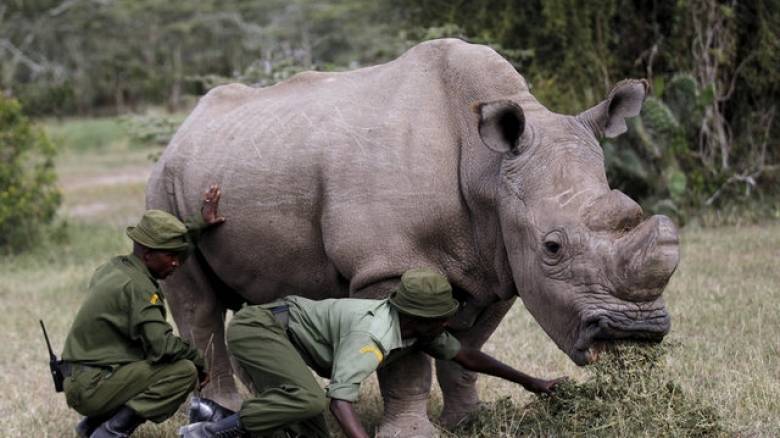 Κένυα: Ένας λευκός ρινόκερος αναζητά ταίρι μέσω γνωστής εφαρμογής (pics)