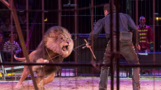 Θρίλερ σε τσίρκο στη Γαλλία: Λιοντάρι βούτηξε από τον λαιμό τον εκπαιδευτή του (vid)