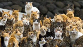 Ιαπωνία: Θεραπευτικό το γουργούρισμα της γάτας κατά του στρες στο γραφείο