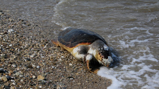 Ζάκυνθος: Εντοπίστηκε νεκρή χελώνα Καρέτα-Καρέτα