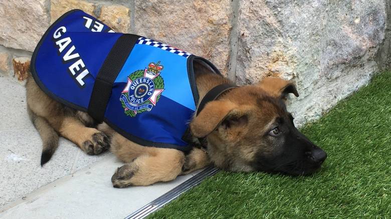 Αστυνομικός σκύλος απολύθηκε γιατί ζήταγε χαδάκια απ' όλον τον κόσμο (Pics)