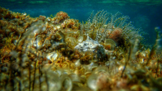 «Μεταλλαγμένα» φύκια εμφανίζονται στις ακτές - Ανησυχία από τους επιστήμονες
