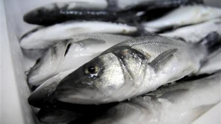 Η κατανάλωση ψαριών μειώνει τους πόνους της ρευματοειδούς αρθρίτιδας