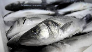 Το 10% των ψαριών που αλιεύονται πετιούνται πίσω στη θάλασσα