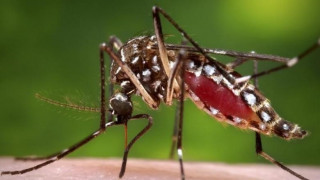 Τι θα συμβεί με τα κουνούπια στις περιοχές της Θεσσαλονίκης τις επόμενες ημέρες