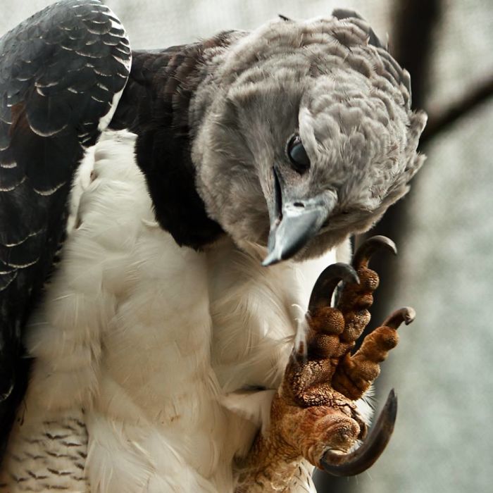 massive bird harpy eagle 595a146d4400e 700