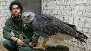 Άρπυια: ο ισχυρότερος αετός στον κόσμο προκαλεί δέος (Pics)