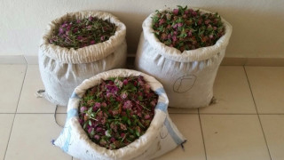 Σύλληψη δύο Αλβανών για παράνομη συλλογή αρωματικών - φαρμακευτικών φυτών
