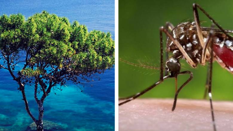 Σε «καραντίνα» περιοχές της Ελλάδας για ελονοσία