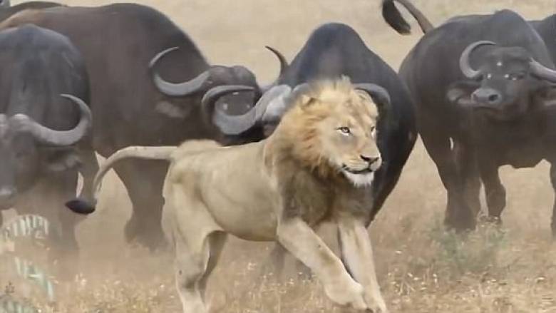 Απίστευτο βίντεο: Βούβαλοι σώζουν μέλος του κοπαδιού από λιοντάρια