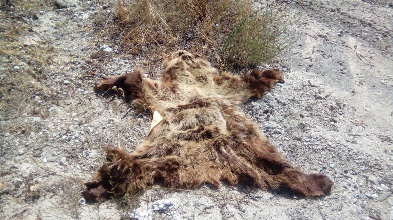 Καταγγελία από Αρκτούρο: Βρέθηκε κατεργασμένο δέρμα νεαρής αρκούδας (pics)