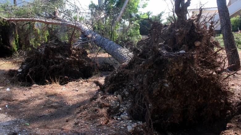 Φαινόμενο Μέδουσα: Έπεσαν δέντρα στη Λάρισα (pics)
