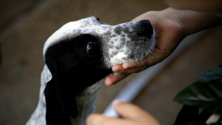 Καρδίτσα: Δωρεάν ηλεκτρονική σήμανση για τα ζώα συντροφιάς ευπαθών ομάδων