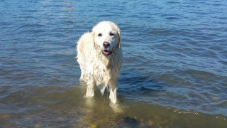 Τετράποδος ήρωας: Σκύλος βουτά στο νερό και σώζει ελαφάκι