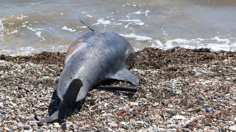 Εντοπίστηκε νεκρό δελφίνι σε παραλία της Χαλκιδικής (pic&vid)
