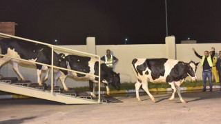 Πετούν οι αγελάδες; Στο Κατάρ πετούν!
