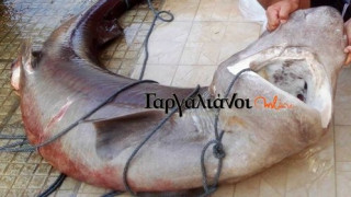 Έπιασαν καρχαρία 180 κιλών στο λιμάνι της Μαραθόπολης (pic)