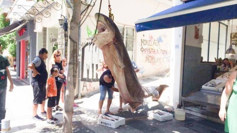 Αγρίνιο: Στα δίχτυα των ψαράδων ένας «Κόπανος» 300 κιλών (pics)